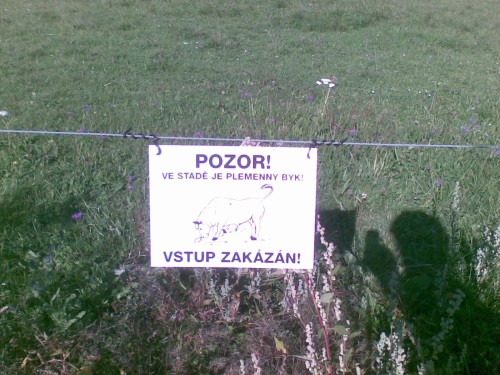 Býk
