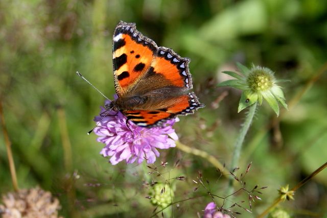 Babočka kopřivová (Aglais urticae)
