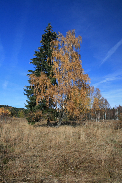 "soustromí" u Chalupské slati
