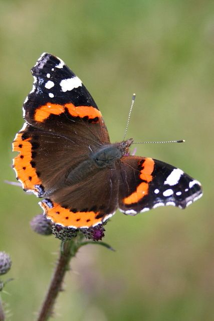 Babočka admirál (Vanessa atalanta)
