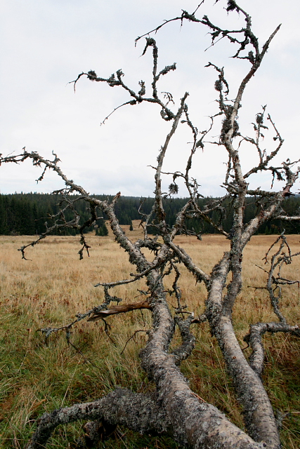 Zlatá studna  (Goldbrunn)
