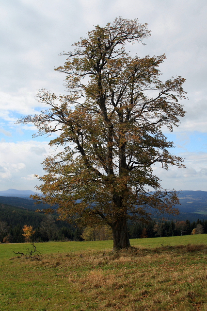 Zhůří  (Haidl)
