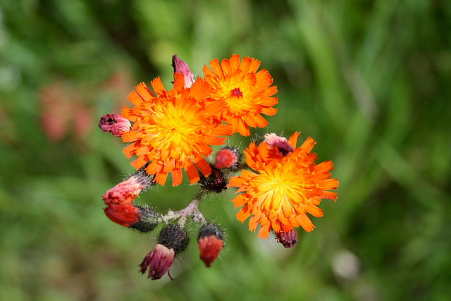 Jestřábník oranžový (Hieracium aurantiacum)
