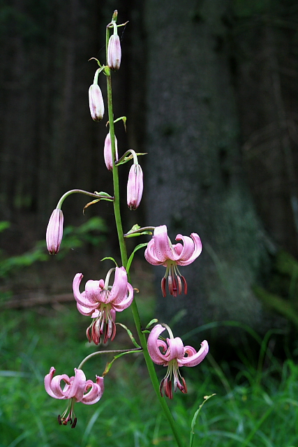 Lilie zlatohlavá (Lilium martagon)
