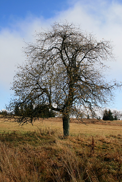 Zhůří  (Haidl)
