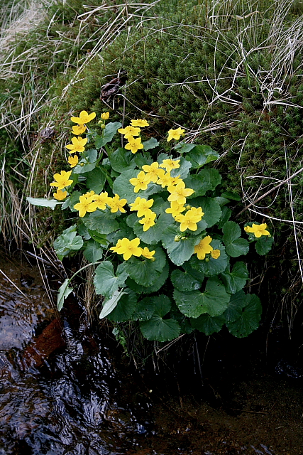 Blatouch bahenní (Caltha palustris)
