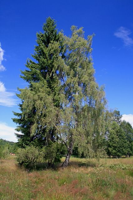 "soustromí" u Chalupské slati
