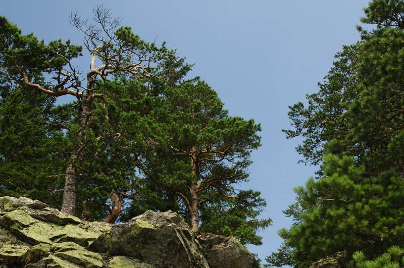 Borovice na vyhlídce II
