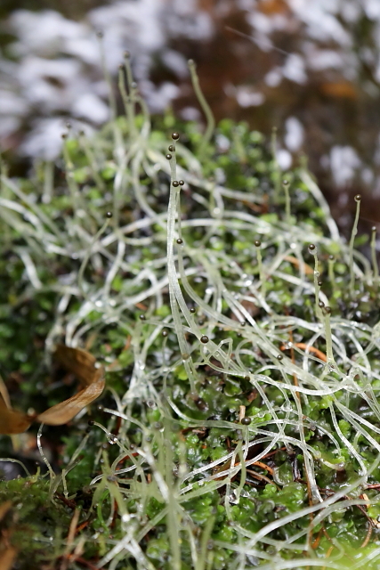 Pobřežnice obecná (Pellia epiphylla)
