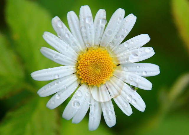 Kopretina bílá (Leucanthemum vulgare Lam., 1778)
