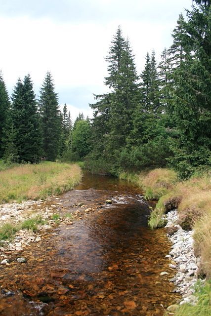 na Javoří pile
