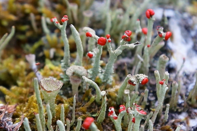 Dutohlávka červcová (Cladonia coccifera)
