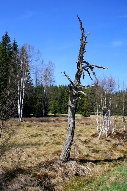 Pod Knížecími Pláněmi
