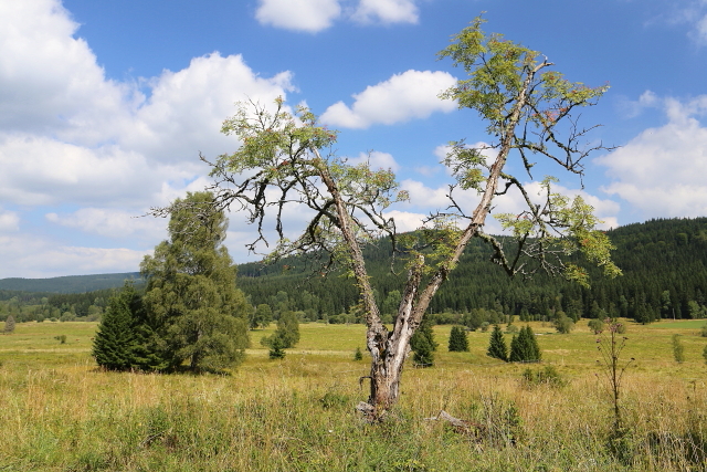 Březová Lada (Birkenhaid - Bettlhäuser)
