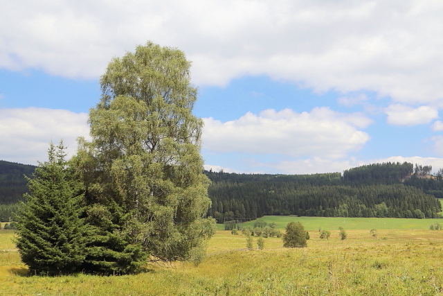 Březová Lada (Birkenhaid - Bettlhäuser)
