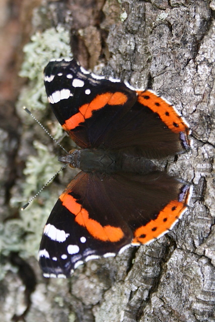 Babočka admirál (Vanessa atalanta)
