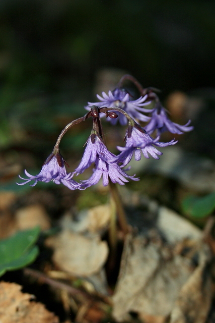 Dřípatka horská (Soldanella montana)
