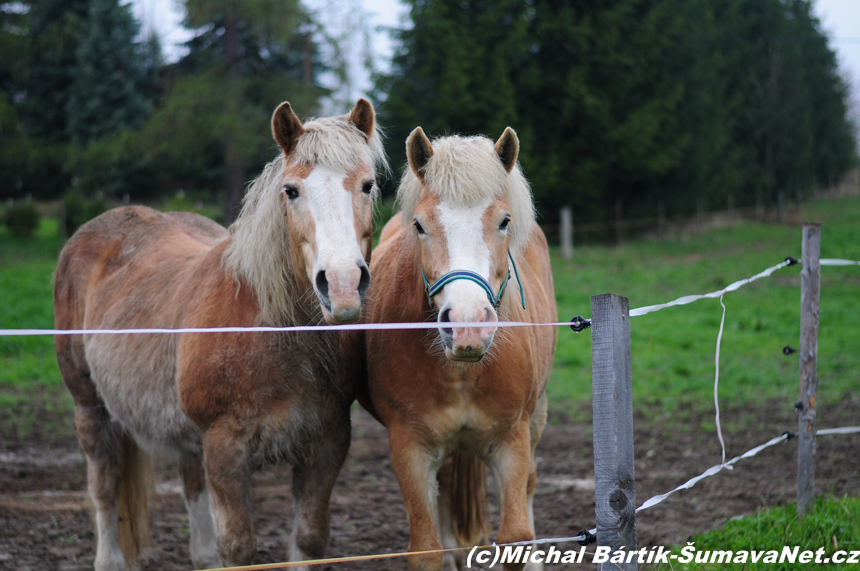 DSC_0021~4.jpg