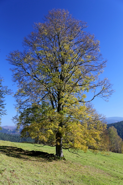 Na Zadních Paštích
