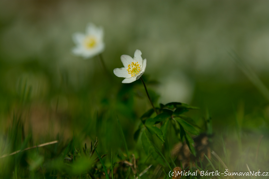DSC_3238.jpg