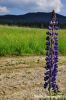 DSC_0216~2.jpg